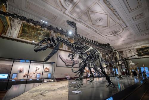 a skeleton of a dinosaur in a museum at Grand Hotel Wien in Vienna