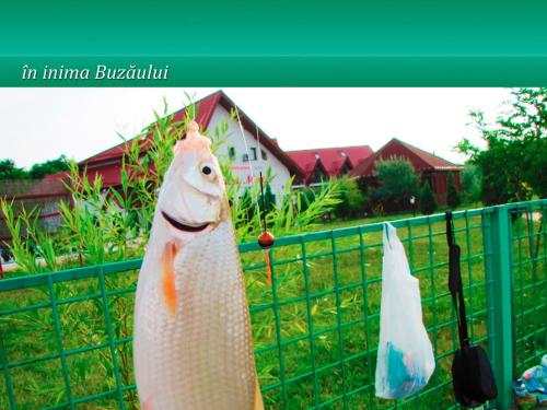 a book cover with a picture of a chicken on a fence at Pensiunea Casa Matei in Berca