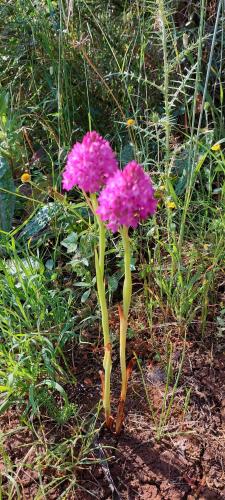 two pink flowers are growing in the grass at B&B La mia Isola in Castelluzzo