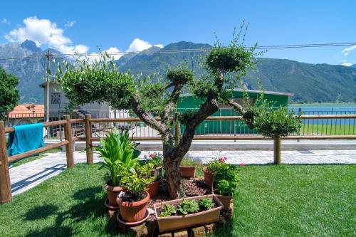 a garden with potted plants and a tree at Dascio Salute Ferienwohnung mit Panorama Balkon am See in Dascio