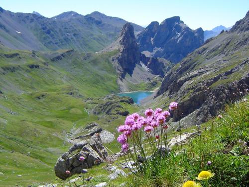 a bunch of flowers on top of a mountain at Hotel Biancaneve in Sauze dʼOulx