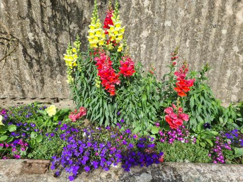 a flower garden with colorful flowers in front of a wall at Birchlea Caravan in Stonehaven
