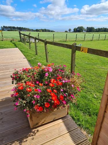 a flower box on a wooden deck with a field of flowers at Birchlea Caravan in Stonehaven