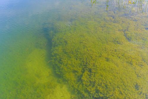 a body of water with a bunch of green algae at Beržų namelis - Birch cabin in Kučiūnai