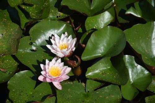 two pink water lilies in a pool of green leaves at Beržų namelis - Birch cabin in Kučiūnai