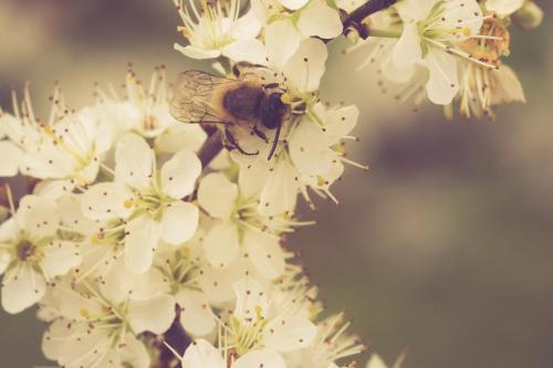 a bee is pollinating a white flower at ALTE SCHULE WITTENBERG, 3 Ferienwohnungen für bis zu 12 Personen, an der Elbe, mit Garten in Lutherstadt Wittenberg