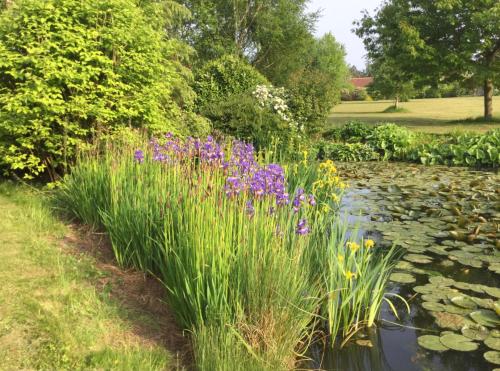 a garden with purple flowers and a pond at The Gatehouse in Long Melford