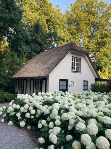 Schilde Cottage في Schilde: منزل أبيض صغير مع مجموعة من الزهور البيضاء