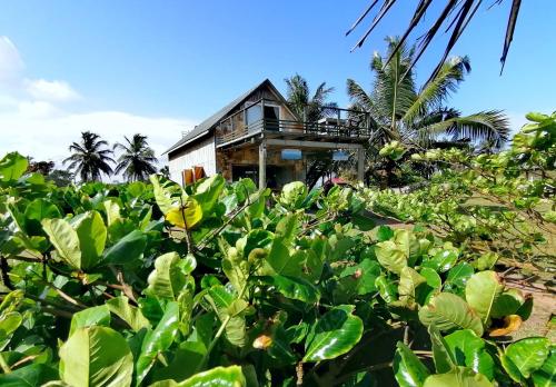 a house in the middle of a field of plants at Afro Beach Eco Resort Butre in Butre
