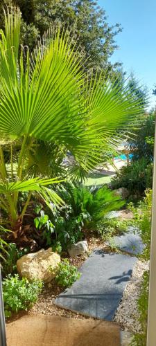 a palm tree in a garden with a sidewalk at La Villa Provençale in Lorgues