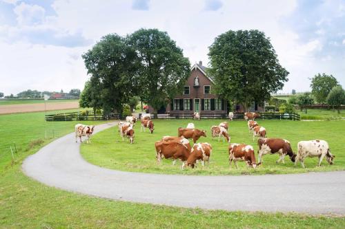 a herd of cows grazing in a field next to a house at Sint Nicolaashoeve in Nieuwveen