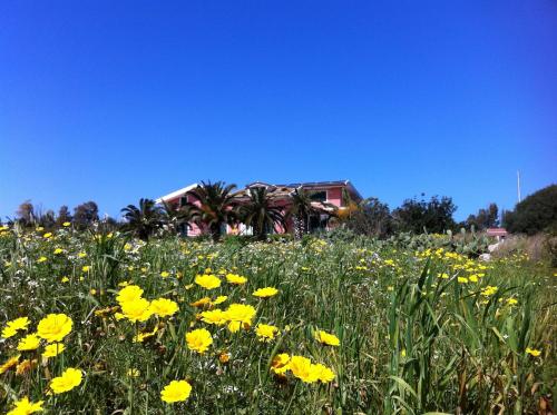 a field of yellow flowers in front of a house at Al Ficodindia in Sampieri