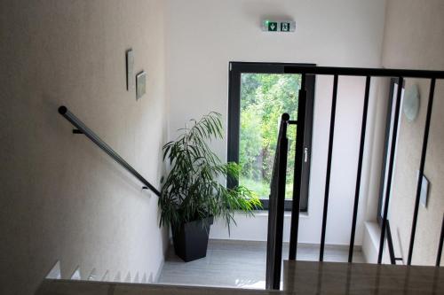 a staircase with a potted plant next to a door at Kraljeva hiža - Apartmani i sobe Kralj in Sveti Martin na Muri