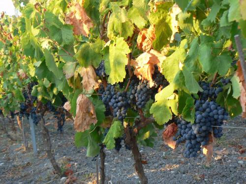 a bunch of grapes hanging from a bunch of vines at Pessighette Dimora Di Campagna in Bosa