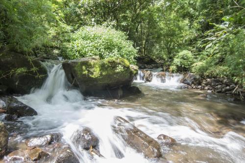 a stream in the jungle with rocks and trees at Bosque de Paz Reserva Biologica in Toro Amarillo