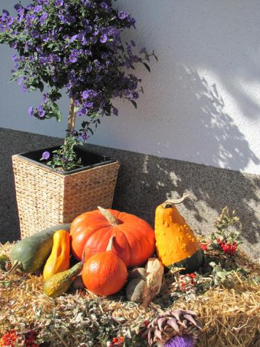 a pile of pumpkins sitting next to a plant at Ferienwohnungen Lechthaler in Wenns