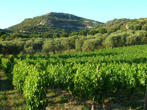 a vineyard with a mountain in the background at Pessighette Dimora Di Campagna in Bosa
