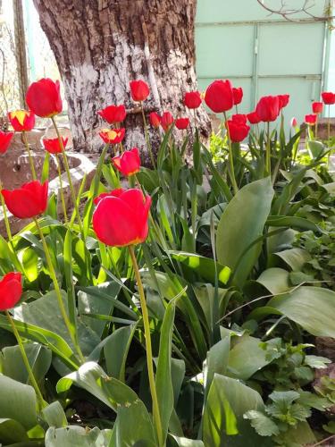 a group of red flowers in front of a tree at Villa Mimi in Bazmakhpyur