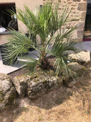 a palm tree sitting on top of a rock at Gîte entièrement rénové Bord de Sèvre in Torfou