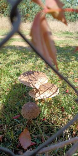 a leaf on the grass with a metal fence at sosnowelowe in Lamkowo