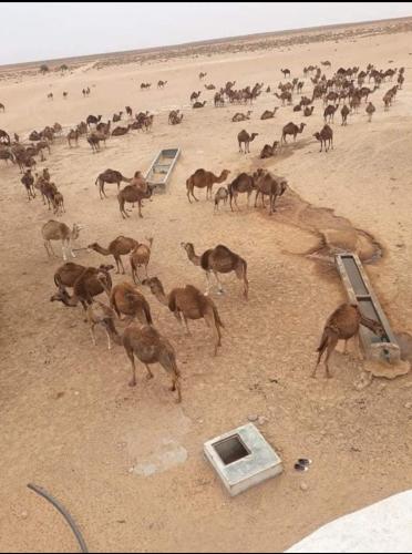 a large group of animals standing in the desert at Hotel Pansy in Ksar Ghilane