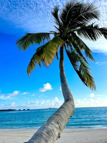 a palm tree on a beach with the ocean at Konut by Thakuru in Guraidhoo