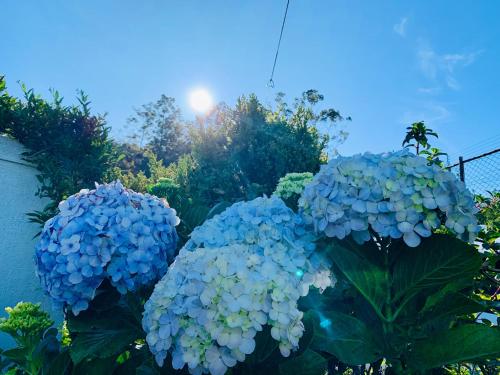 two blue hydrangeas in a garden at Miliya Guest House in Nuwara Eliya