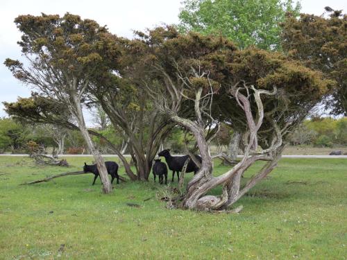 a group of cows standing under a tree at Bo i egen stuga på härlig ölandsgård in Köpingsvik