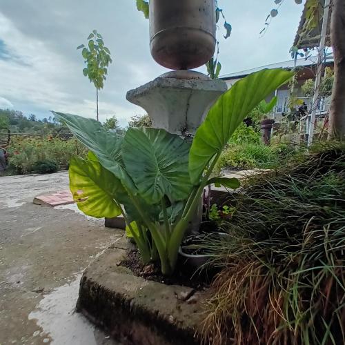 a fountain in a garden with plants at Magdan house in Tskaltubo