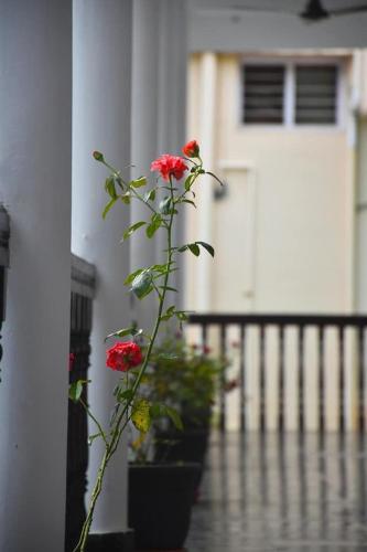 a plant with red flowers sitting on a porch at Sky Palace Beach Hotel in Trivandrum