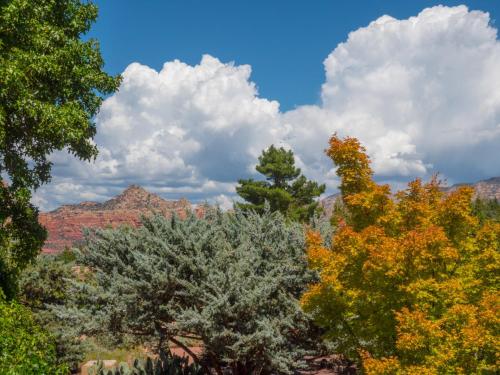 a group of trees with mountains in the background at Sky Ranch Lodge in Sedona