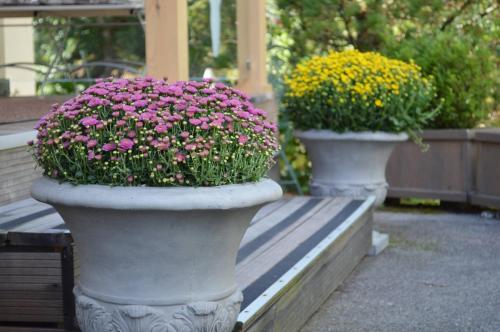 two concrete pots of flowers sitting on a bench at Jägerhotel in Annenheim