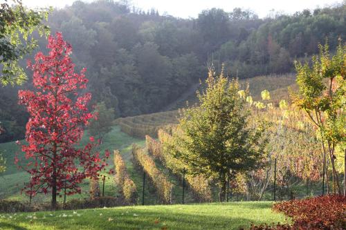 a red tree in the middle of a field at B&B Bricco Fiore in Briaglia