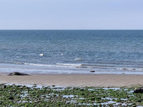 two swans in the water on a beach at Turnberry Holiday Park fantastic Seaview in Girvan