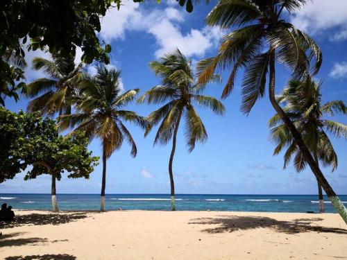 a group of palm trees on a beach with the ocean at Mariposa in Sainte-Rose