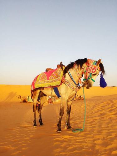a camel standing in the sand in the desert at Maison Proche De Désert Douz in Douz