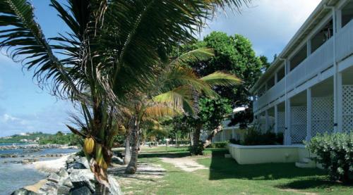a palm tree in front of a building near the water at Tamarind Reef Resort Spa & Marina in Christiansted