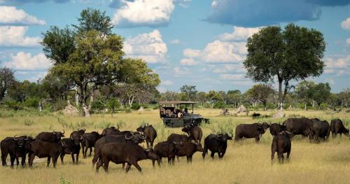 a herd of cattle grazing in a field with a herd of animals at BJ&T Vacation Homes in Kasane