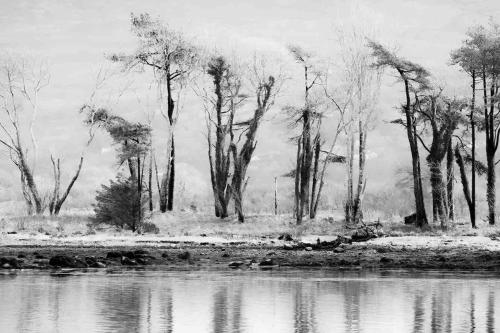 a black and white photo of a group of trees and water at The Rose Suite Kenmare in Kenmare