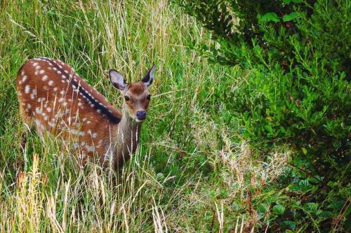 a deer standing in a field of tall grass at The Rose Suite Kenmare in Kenmare