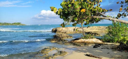 a tree on the beach near the ocean at Blue Paloma Bed & Breakfast in Lucea