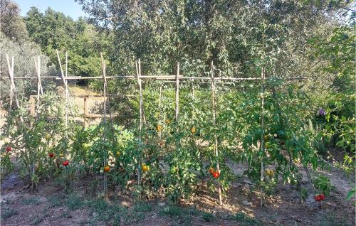 a garden with a bunch of plants in the field at 2 Bedroom Lovely Home In Massa Martana in Massa Martana