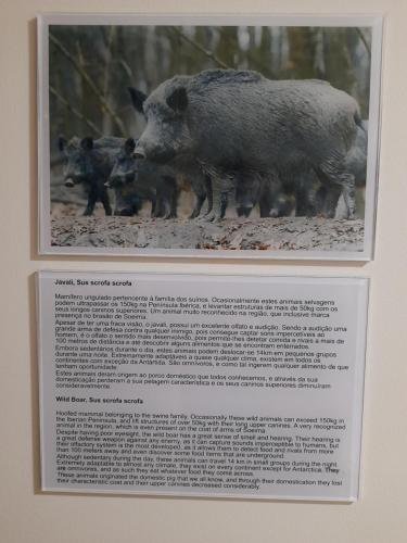 a picture of a group of pigs with their babies at Casas da Serra - Soeima Housing in Alfândega da Fé