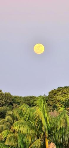 a yellow frisbee flying in the sky over palm trees at Di Pipa Rooms - Hidromassagem Externa in Pipa