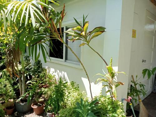 a room filled with lots of plants next to a window at Okoy Guest House in Bantayan Island