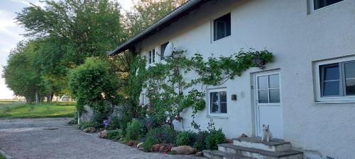 a cat sitting in front of a white house at Ruhig gelegene Ferienwohnung im Grünen mit Terrasse und kleinem Garten in Rotthalmünster