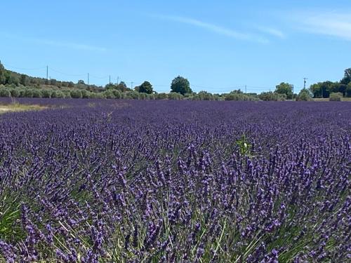 a field of purple flowers in a field at GITE COCOTTE LUBERON, FORCALQUIER in Pierrerue