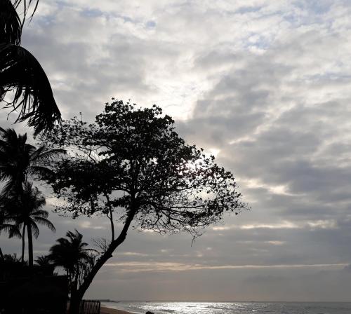 a tree on the beach with a cloudy sky at CASE de ROBINSON in Lomé