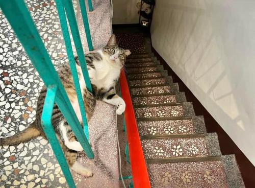 a cat laying on the side of a staircase at Sun Moment 鬆貓們民宿 in Toucheng