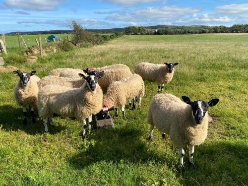 a herd of sheep standing in a field at Bayview Farm Holiday Cottages in Bushmills